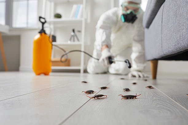 Post-Treatment Bed Bug Interceptor Monitoring in Mansfield